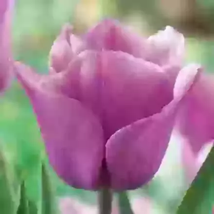 Violet Beauty